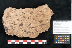 Foto (Objekt + Etikett) von Sequoia hardtii Endl. (NHMW-GEO-2024-0188-8253)